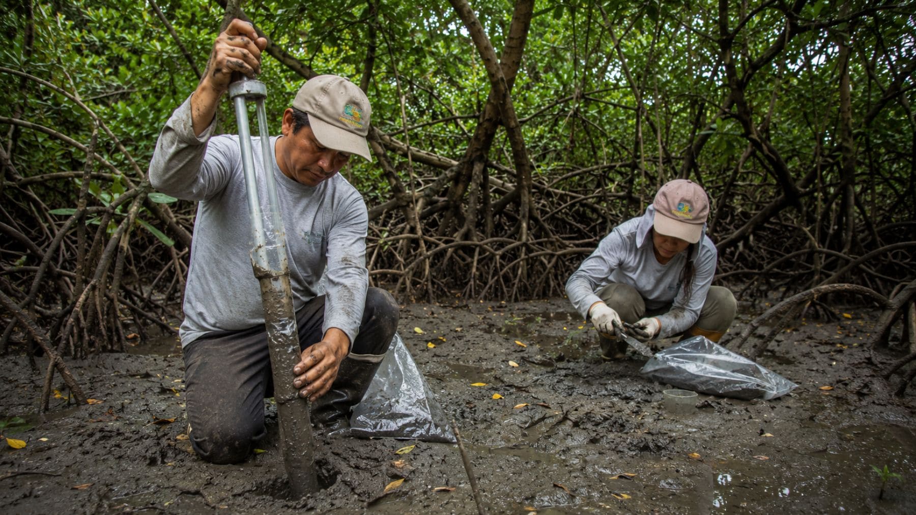 Perú hace historia con un proyecto pionero de carbono azul que va a transformar como nunca antes Los Manglares de Tumbes