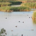 Por primera vez en 10 años este paraíso hidrológico de España se llena por completo pero no es para celebrar, el equilibrio natural sigue fracturado por las aguas subterráneas