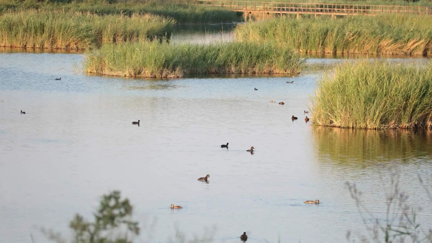 Por primera vez en 10 años este paraíso hidrológico de España se llena por completo pero no es para celebrar, el equilibrio natural sigue fracturado por las aguas subterráneas