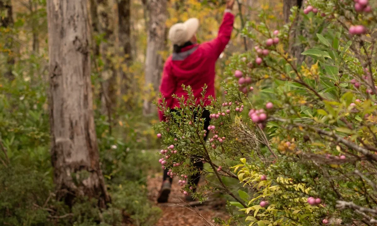 Regresa a Panguipulli el Encuentro Frutos del Bosque en la Reserva de la Biósfera