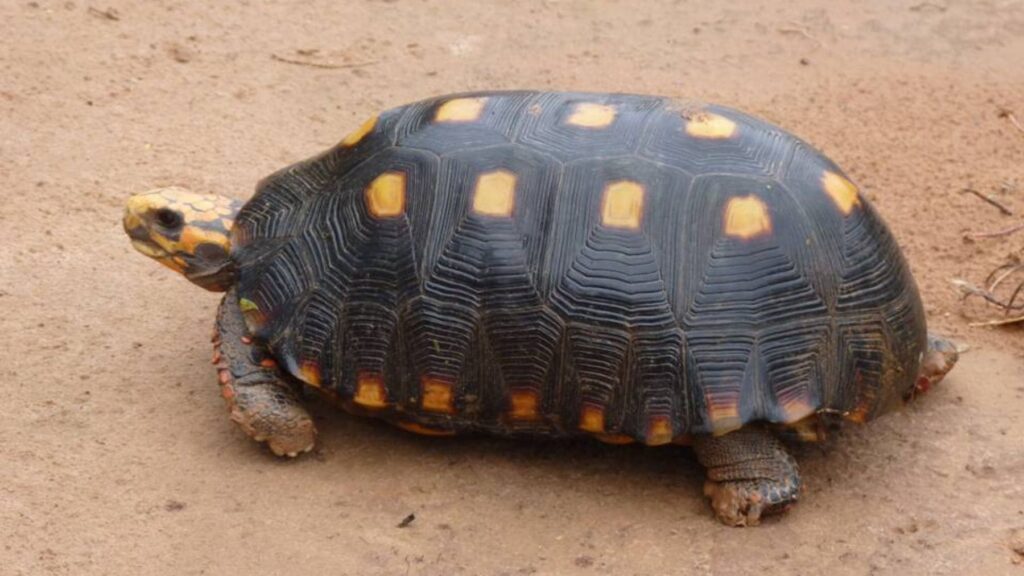 Rescate 'in extremis' de una tortuga de patas rojas en peligro de extinción que estaba siendo trasladada dentro de una olla