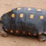 Rescate ‘in extremis’ de una tortuga de patas rojas en peligro de extinción que estaba siendo trasladada dentro de una olla
