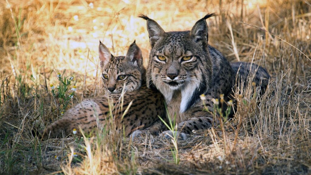 Suena extraño pero la ciencia lo avala: los conejos están aumentando en los lugares donde se reintroduce el lince ibérico y ahora se sabe por qué