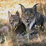 Suena extraño pero la ciencia lo avala: los conejos están aumentando en los lugares donde se reintroduce el lince ibérico y ahora se sabe por qué