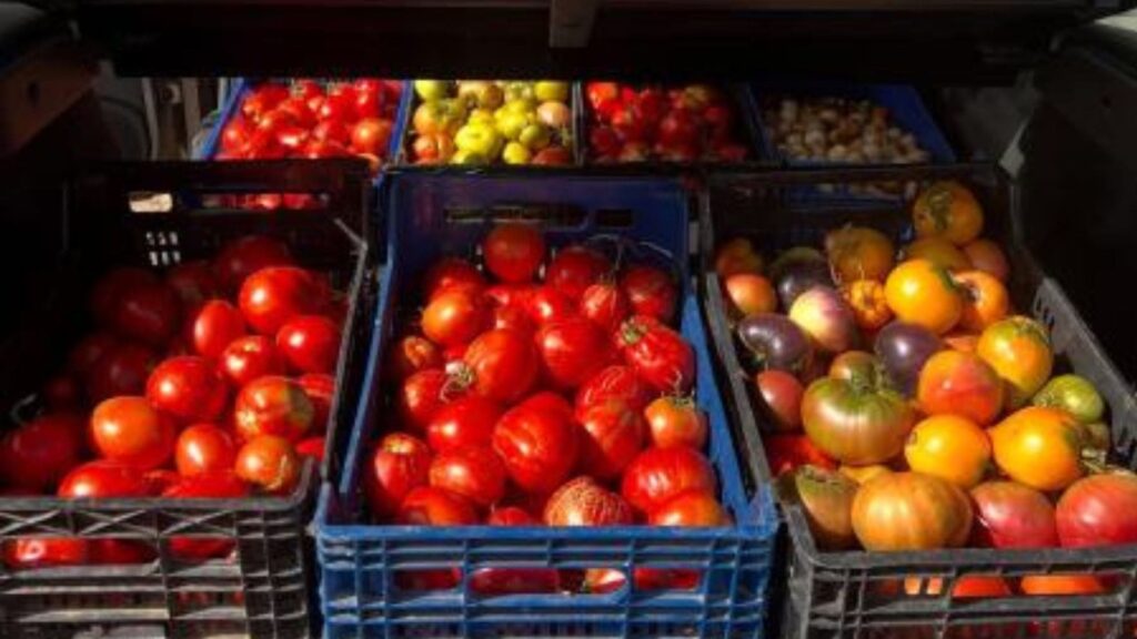 Un agricultor español recupera semillas de 1940, las siembra y consigue obtener tomates que de verdad saben como los de antes