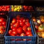 Un agricultor español recupera semillas de 1940, las siembra y consigue obtener tomates que de verdad saben como los de antes