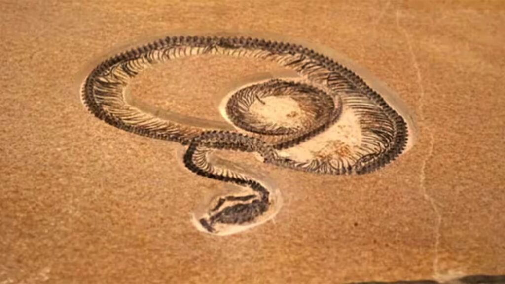 Un hallazgo deja sin palabras a los biólogos, que han encontrado una serpiente de 15 metros -más larga que un autobús- con 47 millones de antigüedad en la India