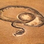 Un hallazgo deja sin palabras a los biólogos, que han encontrado una serpiente de 15 metros -más larga que un autobús- con 47 millones de antigüedad en la India