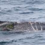 Una embarcación turística ve algo que no debería estar ahí: los aviones rastrean ahora la costa australiana
