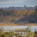 Valdivia será sede del tercer Encuentro de Sitios Ramsar de Chile