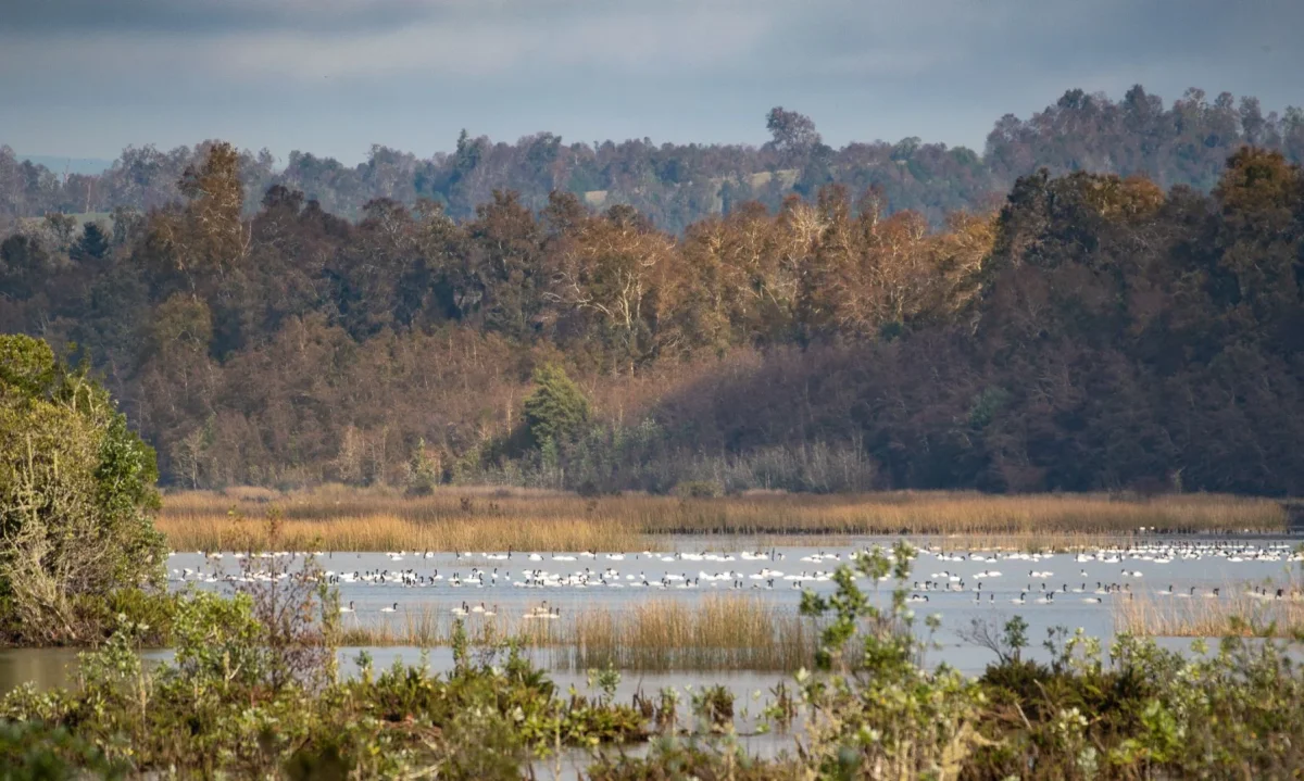 Valdivia será sede del tercer Encuentro de Sitios Ramsar de Chile