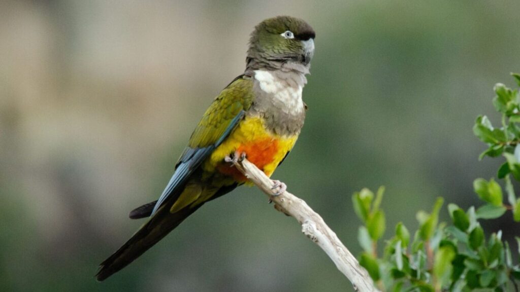 Vuelven los loros tricahue al Parque Nacional Río Clarillo 15 años después: el registro histórico que celebran los biólogos