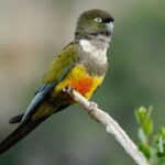 Vuelven los loros tricahue al Parque Nacional Río Clarillo 15 años después: el registro histórico que celebran los biólogos
