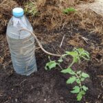 ¿Por qué los jardineros están enterrando botellas junto a los árboles de tomates cuando van a llegar las primeras olas de calor?