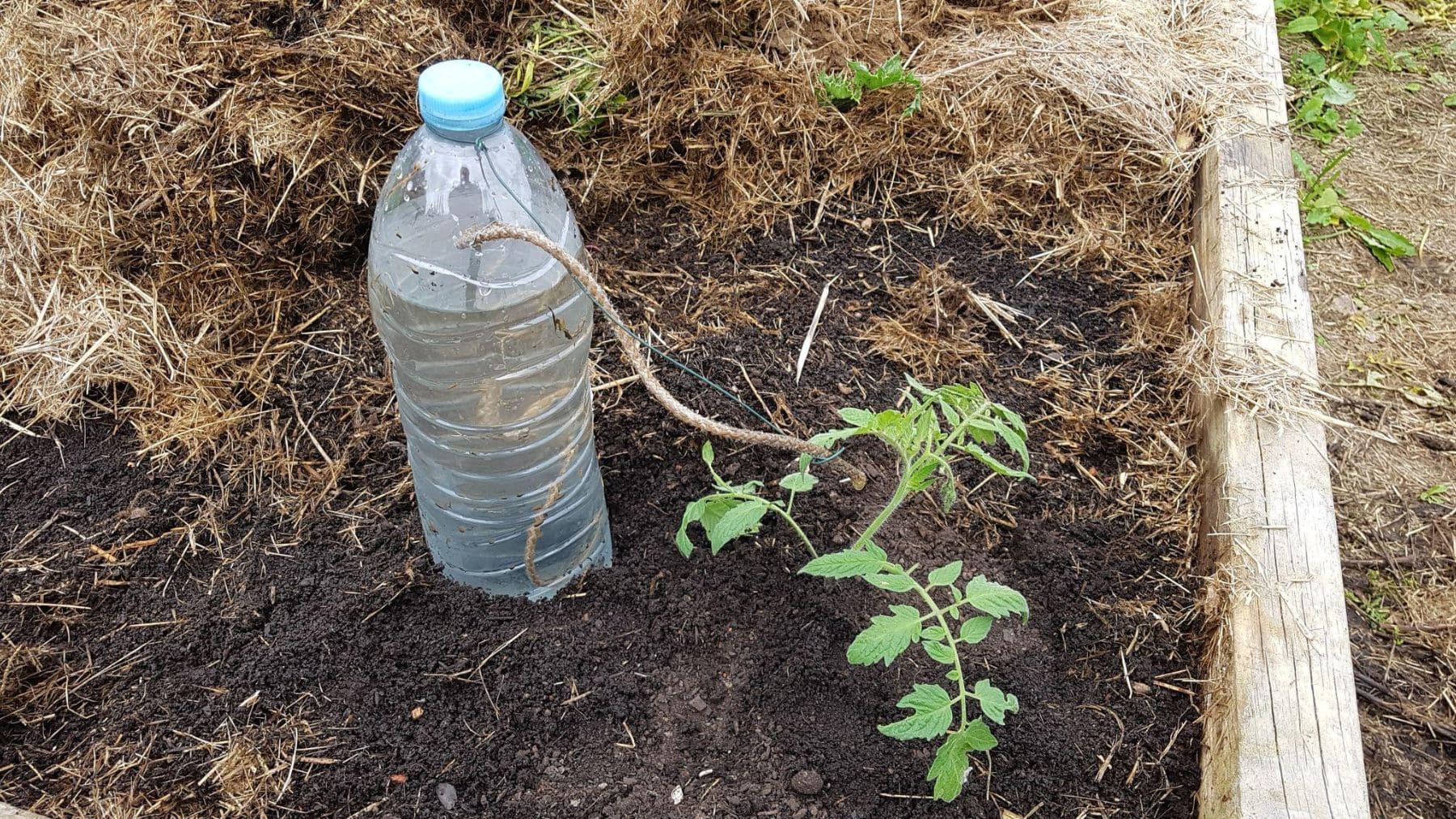 ¿Por qué los jardineros están enterrando botellas junto a los árboles de tomates cuando van a llegar las primeras olas de calor?