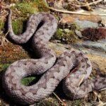 5 señales para detectar al instante si una serpiente es venenosa y cómo protegerte si te encuentras una este verano