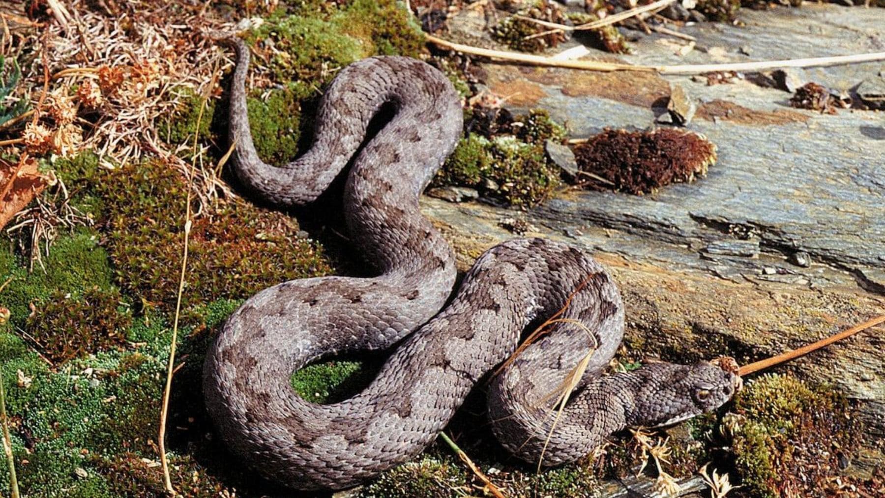 5 señales para detectar al instante si una serpiente es venenosa y cómo protegerte si te encuentras una este verano