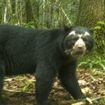 Algo está cambiando en los Andes y la ciencia todavía no es capaz de explicarlo: una misteriosa enfermedad sólo vista en animales en cautividad pone en jaque a los osos andinos