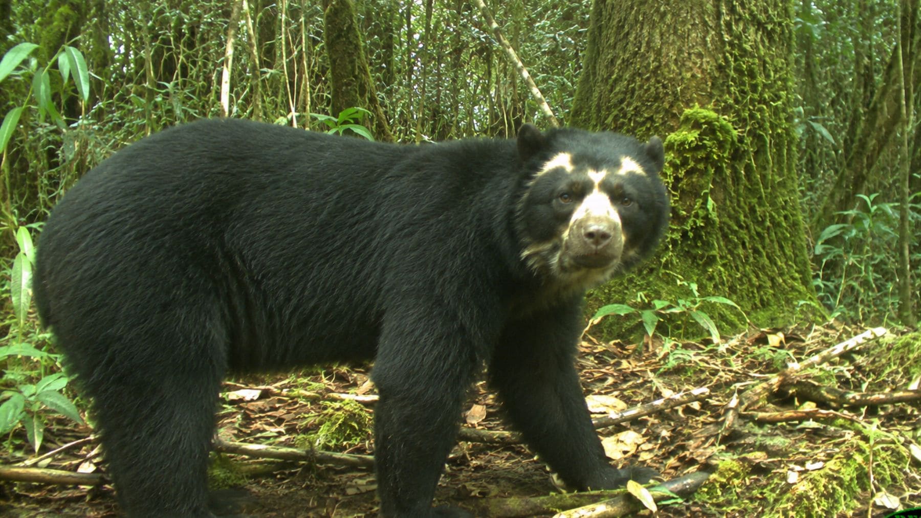Algo está cambiando en los Andes y la ciencia todavía no es capaz de explicarlo: una misteriosa enfermedad sólo vista en animales en cautividad pone en jaque a los osos andinos