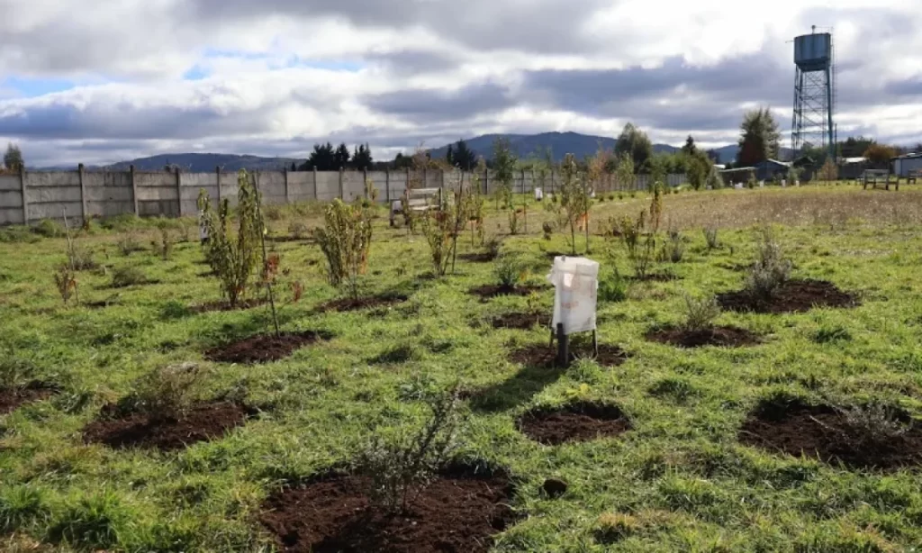 Avanza creación de parque urbano en Lanco con plan de empleo de Conaf