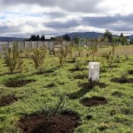 Avanza creación de parque urbano en Lanco con plan de empleo de Conaf