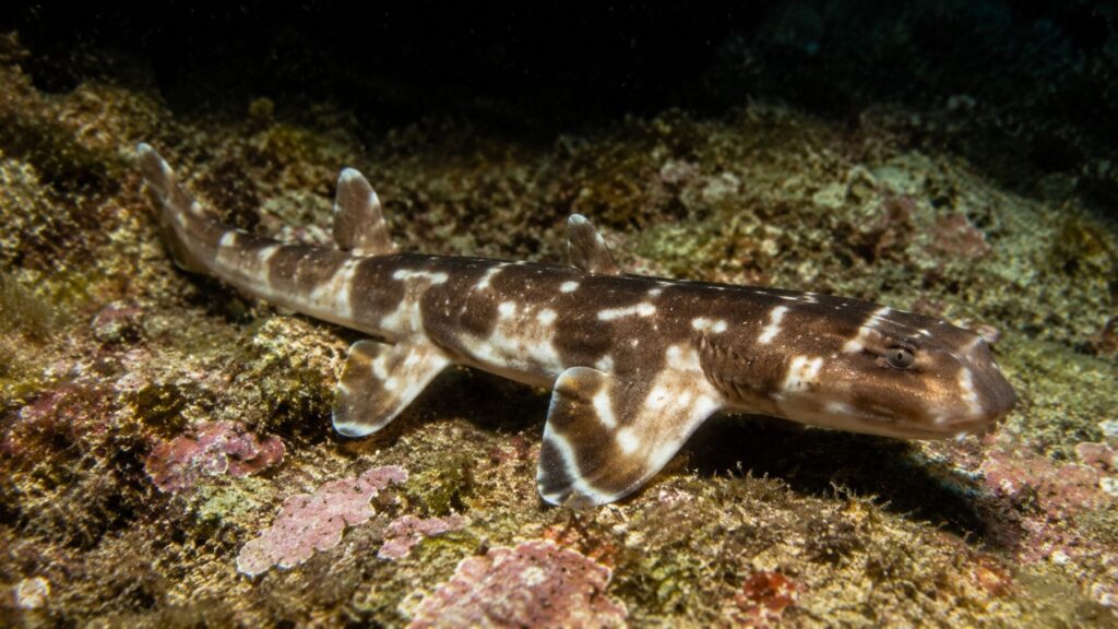 Biólogos descubren una nueva especie de tiburón hasta ahora desconocido para la ciencia que utiliza sus cuatro aletas para ‘andar’ por el fondo marino
