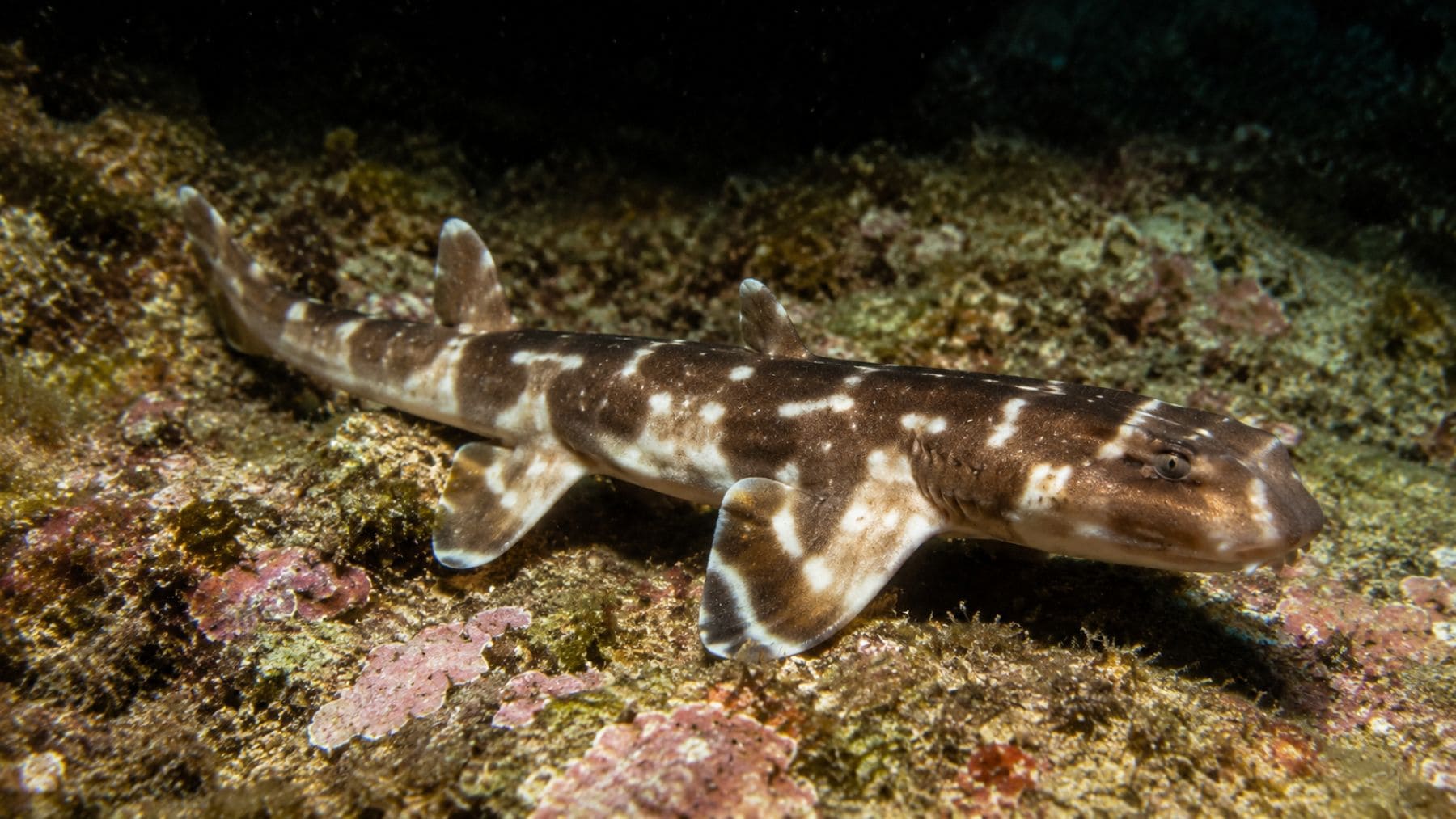 Biólogos descubren una nueva especie de tiburón hasta ahora desconocido para la ciencia que utiliza sus cuatro aletas para ‘andar’ por el fondo marino