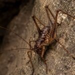 Biólogos entran en un túnel de 25 metros en una isla griega y encuentran una criatura cavernícola desconocida para la ciencia que deja a los expertos sin habla por su parecido a la criatura más temida de Tolkien