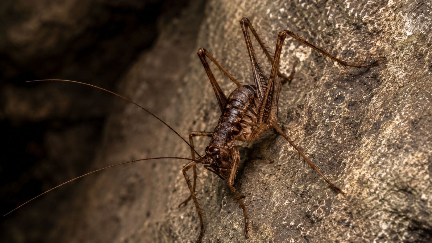 Biólogos entran en un túnel de 25 metros en una isla griega y encuentran una criatura cavernícola desconocida para la ciencia que deja a los expertos sin habla por su parecido a la criatura más temida de Tolkien