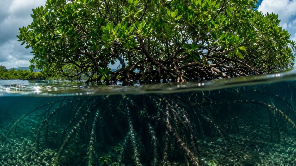 Científicos confirman que el 90% de los manglares está a punto de desaparecer por el mar y con ellos la protección natural de millones de personas