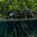 Científicos confirman que el 90% de los manglares está a punto de desaparecer por el mar y con ellos la protección natural de millones de personas