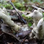 Científicos descubren nueva especie de hongo en el sur con rasgos descritos solo en Asia