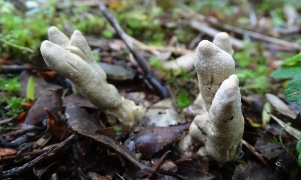 Científicos descubren nueva especie de hongo en el sur con rasgos descritos solo en Asia