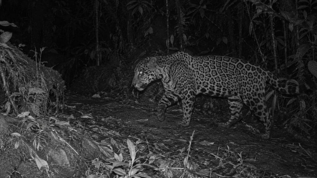 Después de 10 años sin un solo avistamiento, el jaguar de las nubes es captado por una cámara trampa en Honduras; los biólogos tienen la prueba de que la especie sigue reproduciéndose