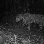 Después de 10 años sin un solo avistamiento, el jaguar de las nubes es captado por una cámara trampa en Honduras; los biólogos tienen la prueba de que la especie sigue reproduciéndose