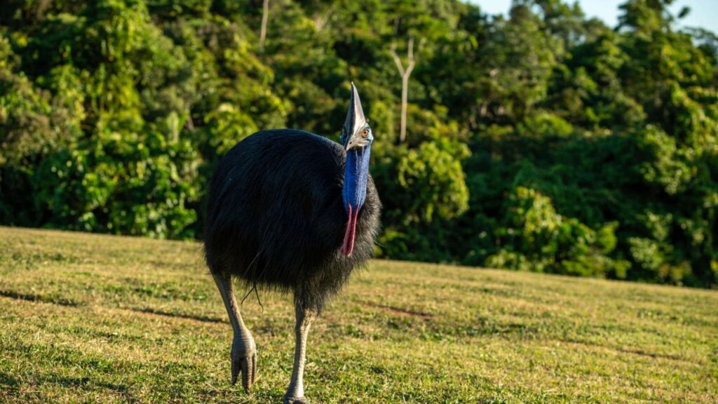 El ave más peligrosa del mundo lleva más de 100 años ocultando un secreto invisible para el ojo humano: se vuelve fluorescente y brilla con colores azules y verdes en un proceso nunca antes visto
