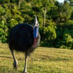 El ave más peligrosa del mundo lleva más de 100 años ocultando un secreto invisible para el ojo humano: se vuelve fluorescente y brilla con colores azules y verdes en un proceso nunca antes visto