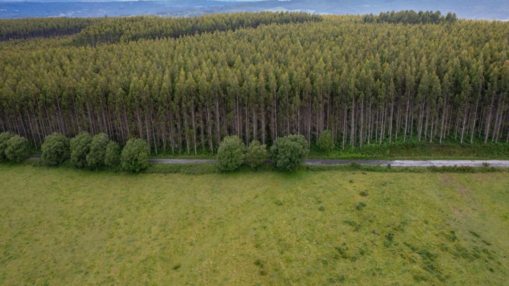 En los años 60 científicos pensaron que era la solución a al mayor problema ecológico de España, 60 años después se ha convertido en un monstruo que está acabando con la fauna local