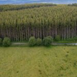 En los años 60 científicos pensaron que era la solución a al mayor problema ecológico de España, 60 años después se ha convertido en un monstruo que está acabando con la fauna local