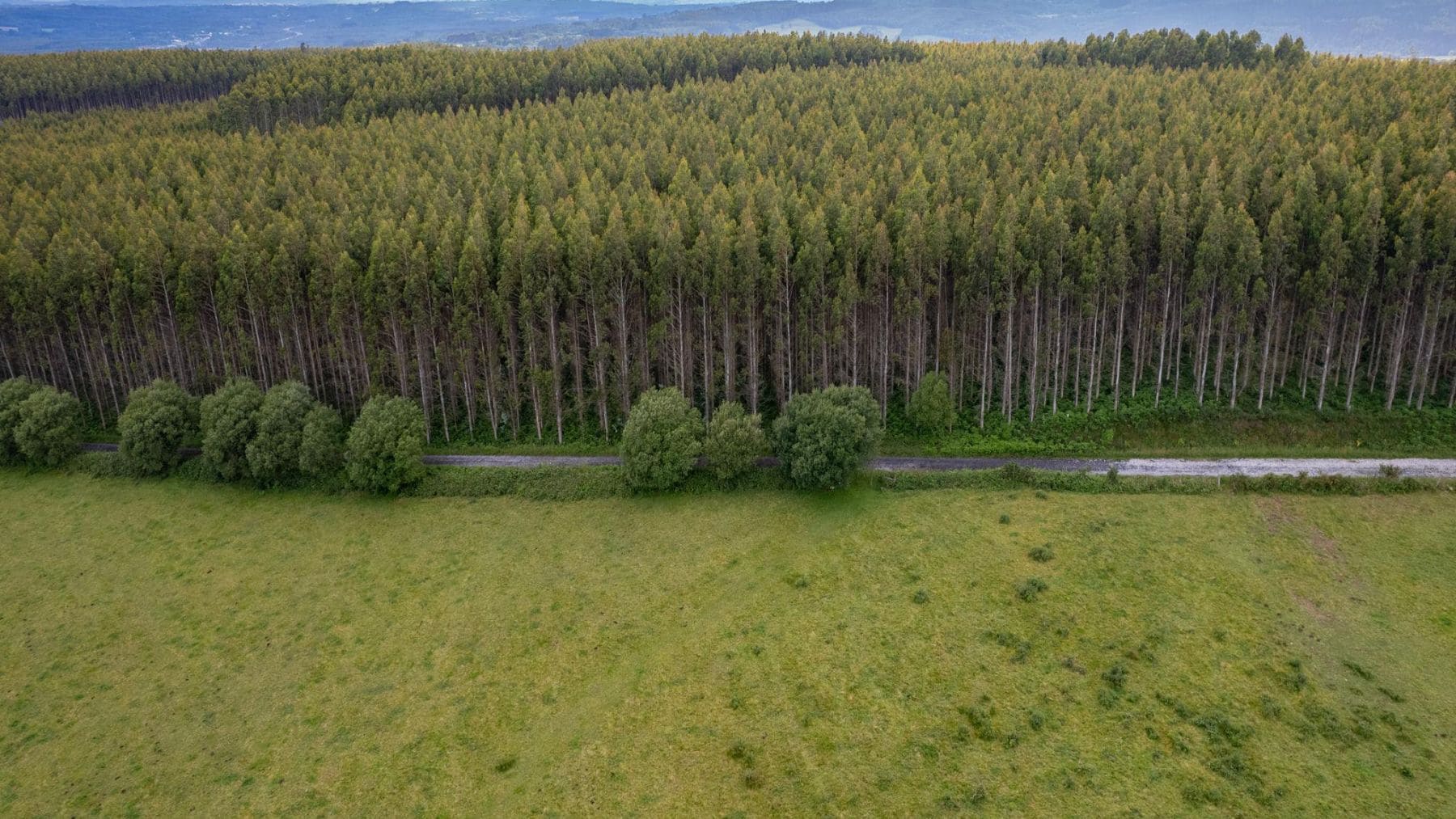 En los años 60 científicos pensaron que era la solución a al mayor problema ecológico de España, 60 años después se ha convertido en un monstruo que está acabando con la fauna local
