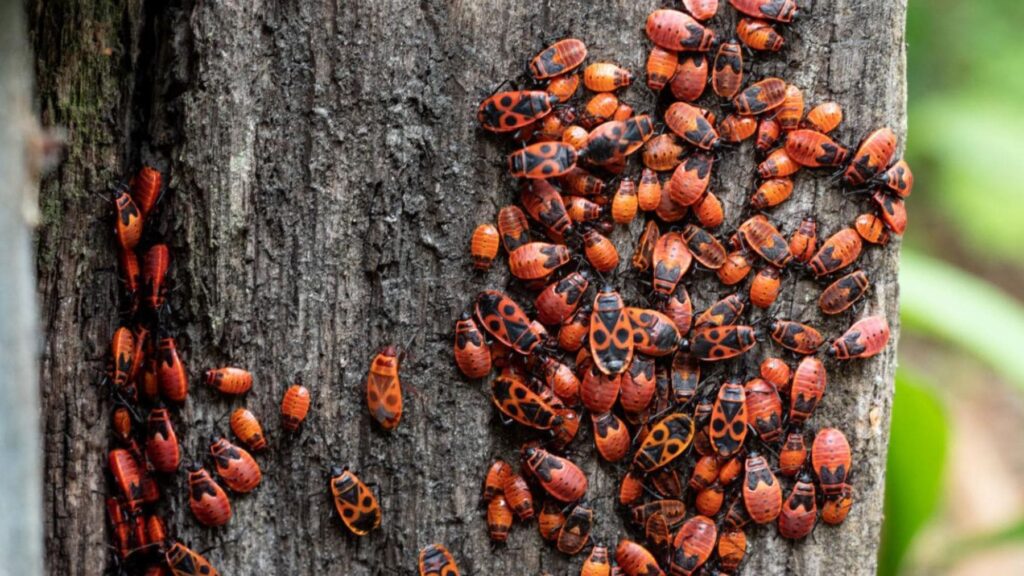España se enfrenta a una plaga sin precedentes de zapateros y piden tomar medidas urgentes en estas zonas