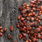 España se enfrenta a una plaga sin precedentes de zapateros y piden tomar medidas urgentes en estas zonas