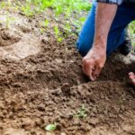 Europa aprueba las NGT y reabre el debate sobre las semillas, ahora el modelo agroecológico se planta