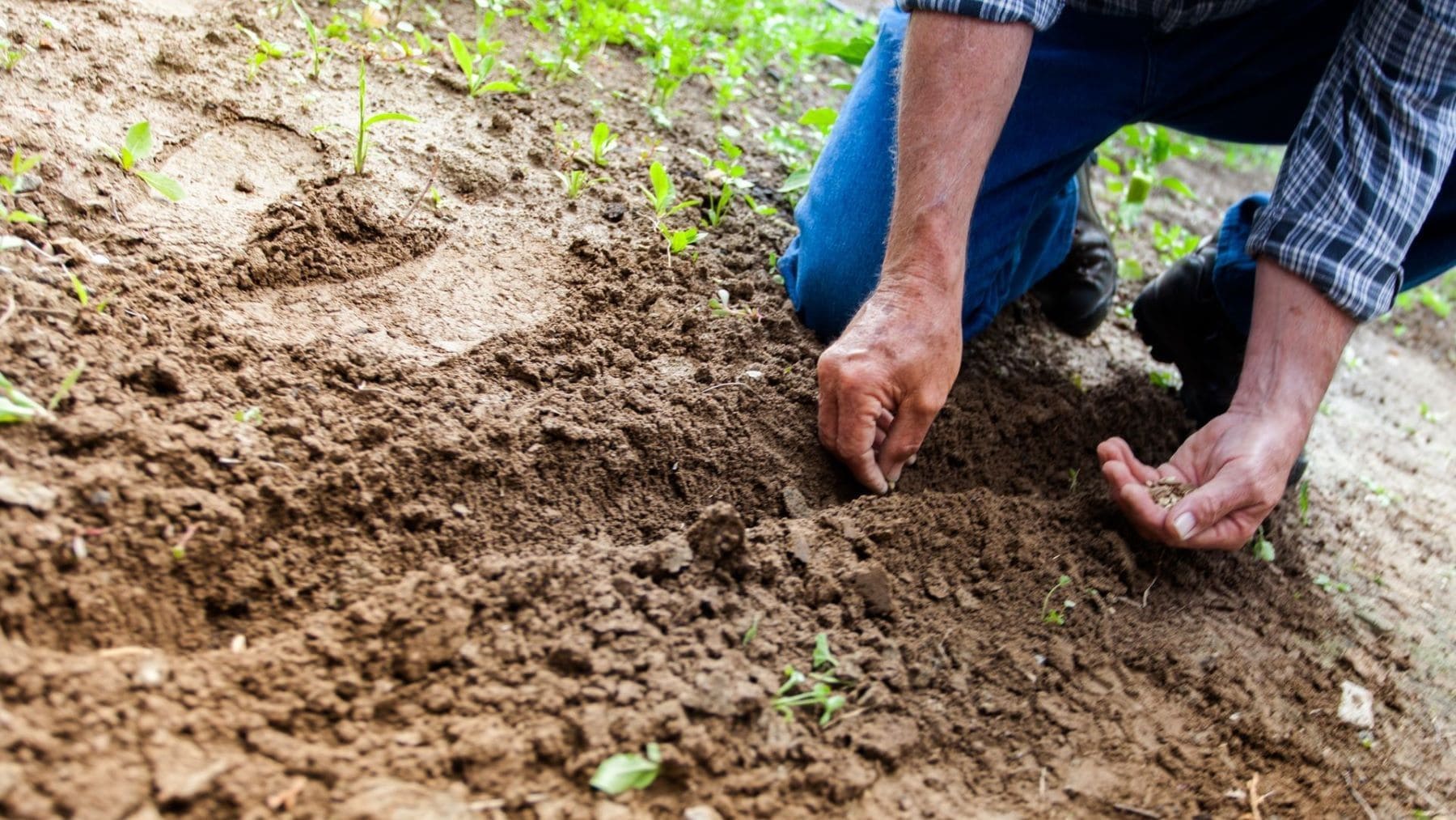 Europa aprueba las NGT y reabre el debate sobre las semillas, ahora el modelo agroecológico se planta