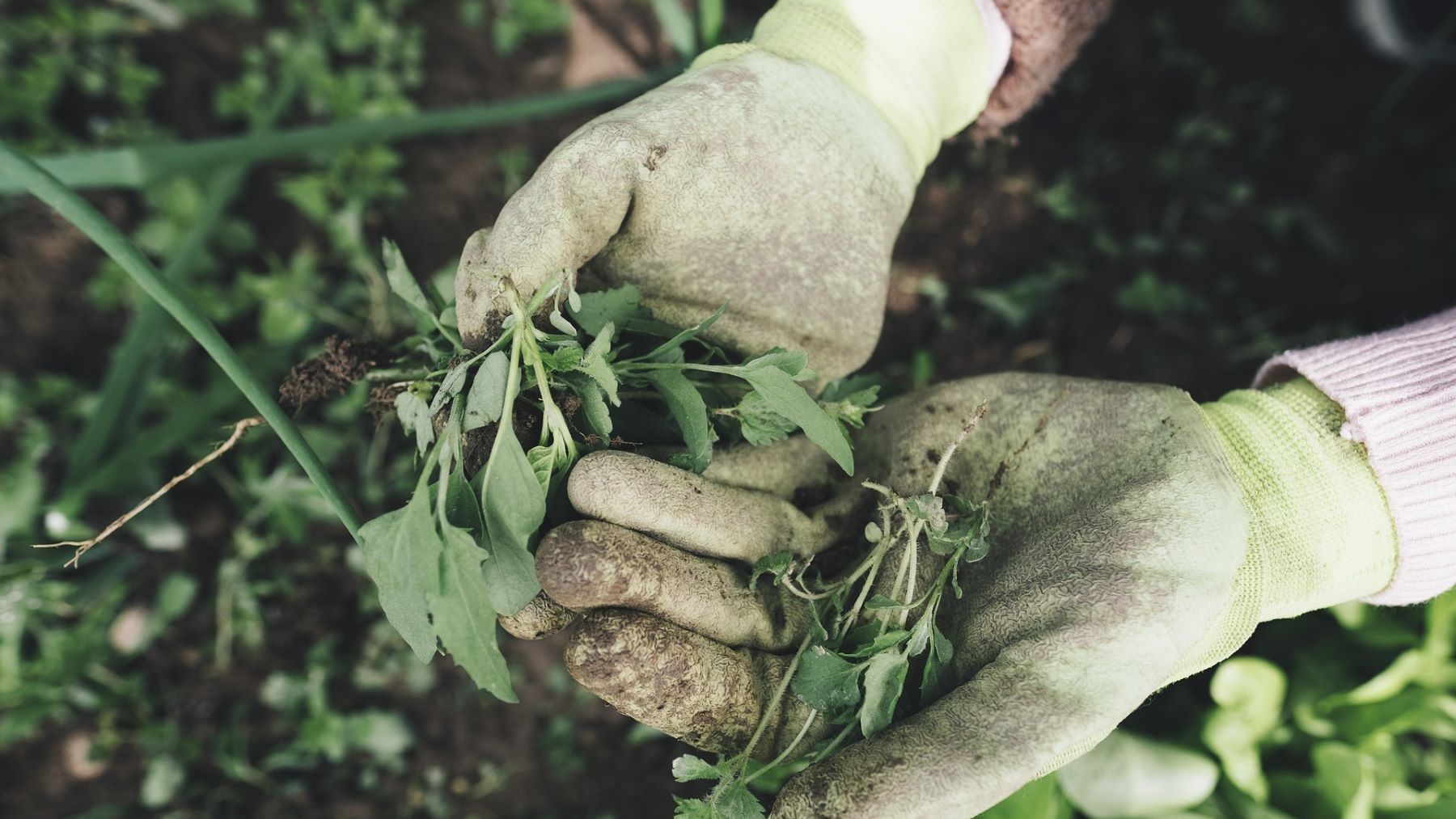 Europa pone en duda la agricultura regenerativa y alerta sobre posibles prácticas de greenwashing