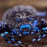 Hallan en el altiplano más remoto de Angola una araña cangrejo fluorescente que irradia luz azul y ya es uno de los animales más extraños jamás registrado en el mundo