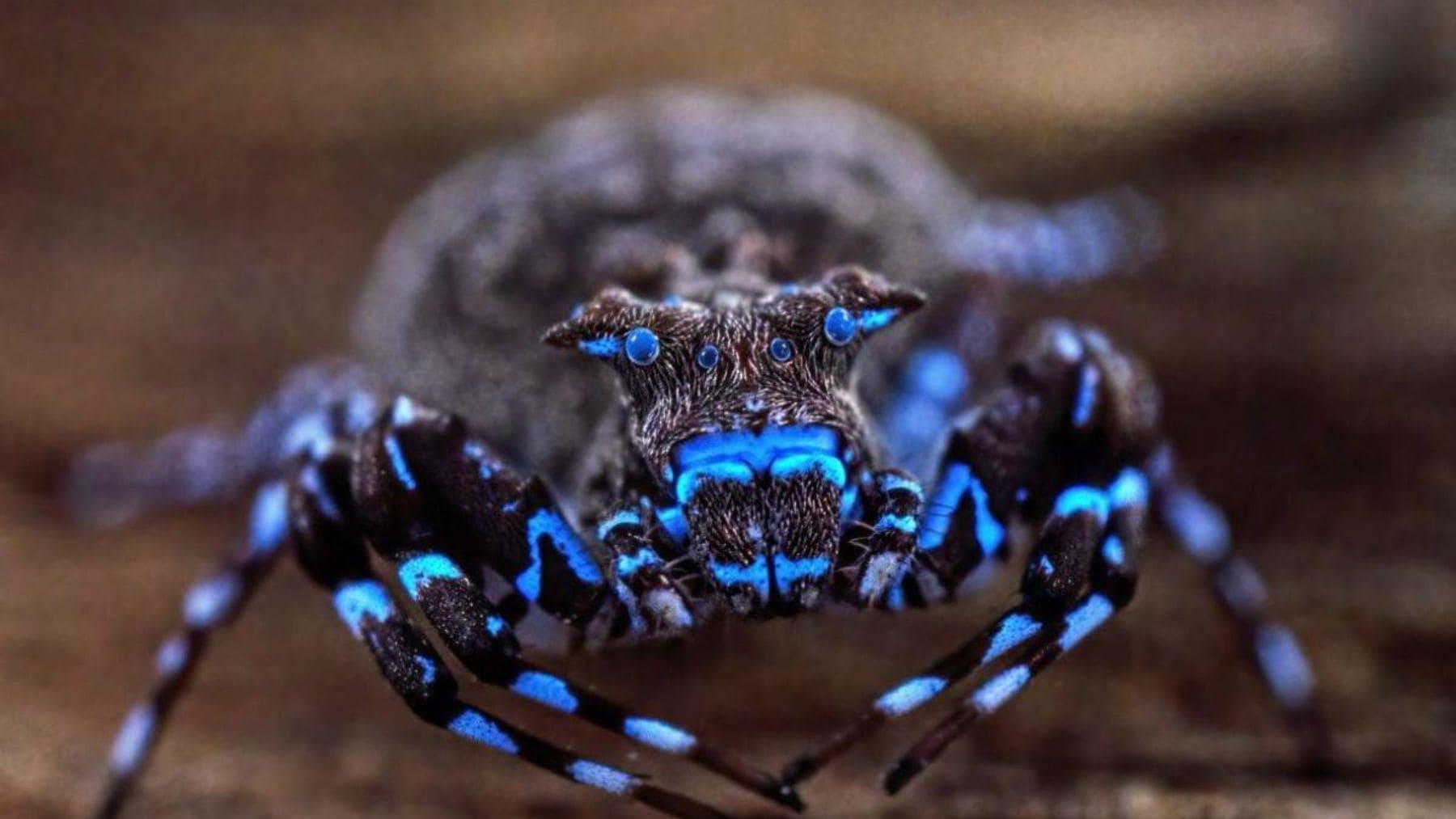 Hallan en el altiplano más remoto de Angola una araña cangrejo fluorescente que irradia luz azul y ya es uno de los animales más extraños jamás registrado en el mundo