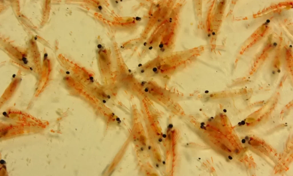 Hallazgo genético en krill abre nuevas perspectivas para la conservación de ecosistemas marinos