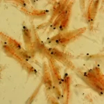 Hallazgo genético en krill abre nuevas perspectivas para la conservación de ecosistemas marinos