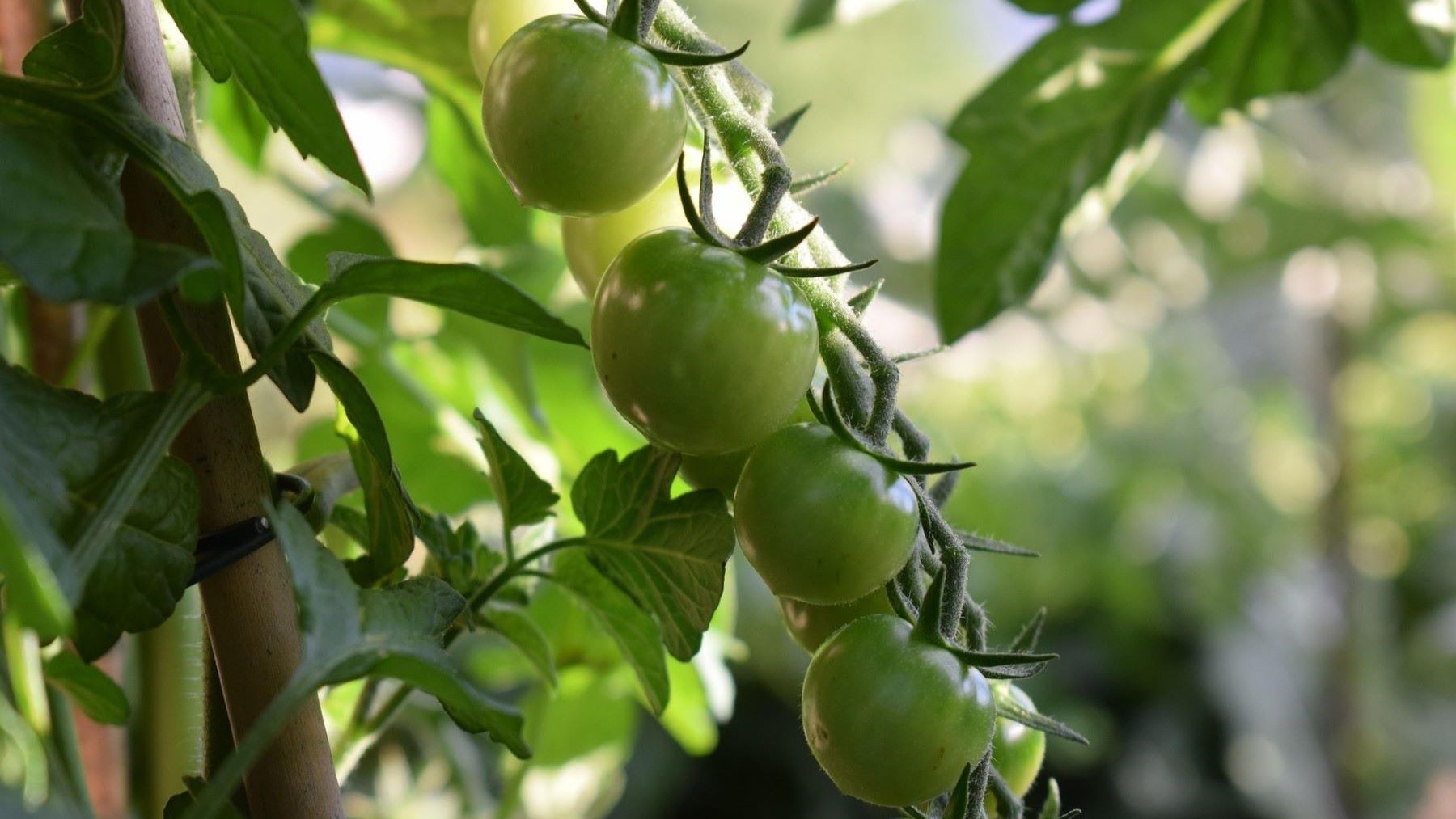 La agricultura ecológica en Europa encara decisiones clave para su futuro